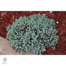 Blue Star nepáli törpe boróka habitus