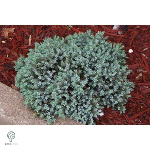 Blue Star nepáli törpe boróka habitus