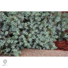 Blue Star nepáli törpe boróka habitus