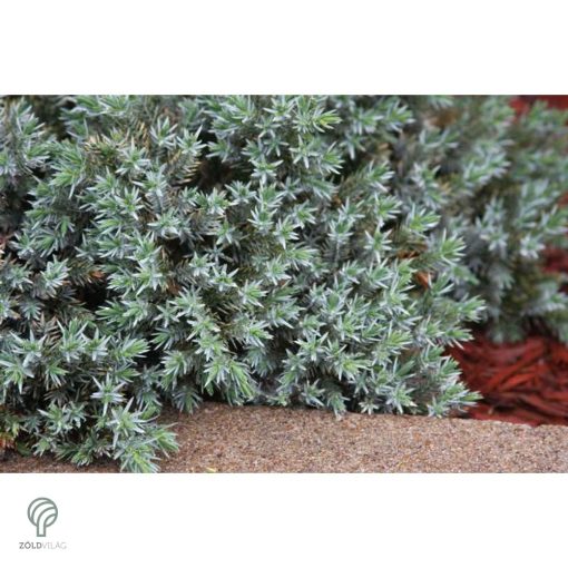 Blue Star nepáli törpe boróka habitus