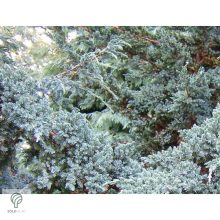 Blue Star nepáli törpe boróka habitus