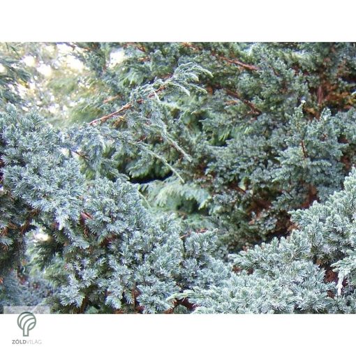 Blue Star nepáli törpe boróka habitus