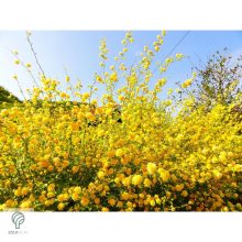 Boglárkacserje / Kerria japonica