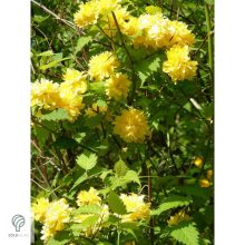 Boglárkacserje / Kerria japonica