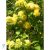 Boglárkacserje / Kerria japonica