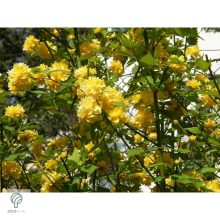 Boglárkacserje / Kerria japonica