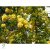 Boglárkacserje / Kerria japonica