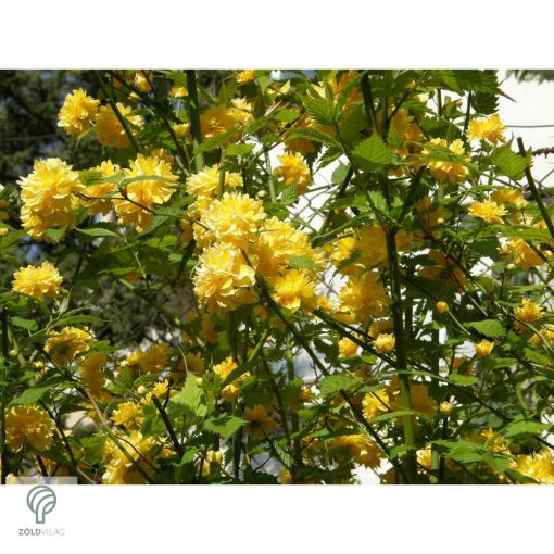 Boglárkacserje / Kerria japonica