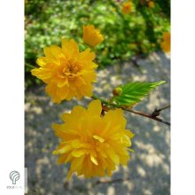 Boglárkacserje / Kerria japonica