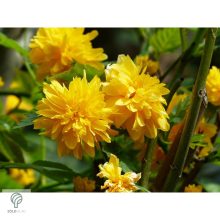 Boglárkacserje / Kerria japonica