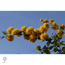 Boglárkacserje / Kerria japonica