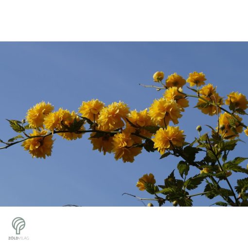 Boglárkacserje / Kerria japonica