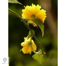 Boglárkacserje / Kerria japonica