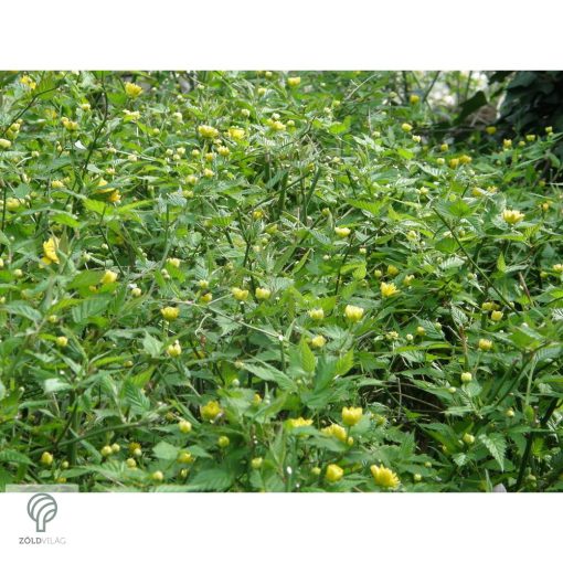 Boglárkacserje / Kerria japonica