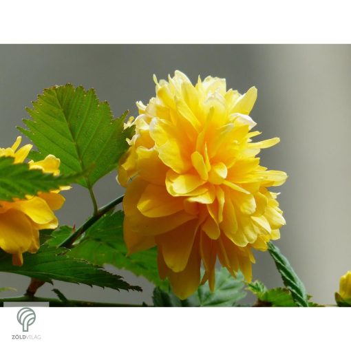 Boglárkacserje / Kerria japonica