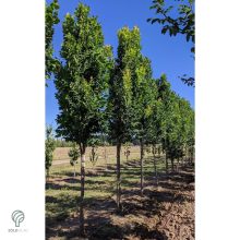 Oszlopos csörgőfa / Koelreuteria paniculata 