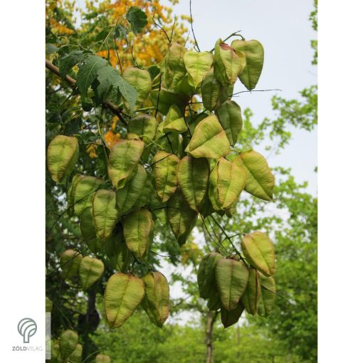 Oszlopos csörgőfa / Koelreuteria paniculata 