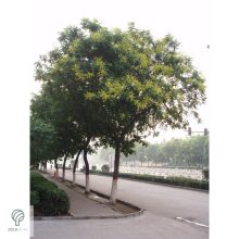 Oszlopos csörgőfa / Koelreuteria paniculata 