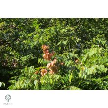 Oszlopos csörgőfa / Koelreuteria paniculata 