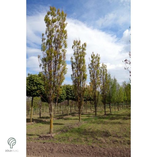 Oszlopos csörgőfa / Koelreuteria paniculata 