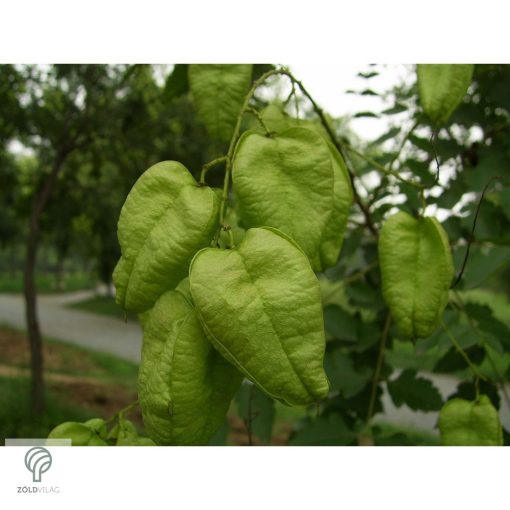 Oszlopos csörgőfa / Koelreuteria paniculata 