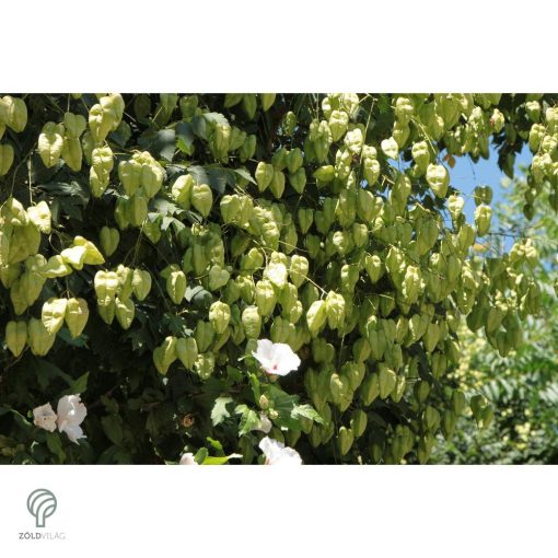 Oszlopos csörgőfa / Koelreuteria paniculata 