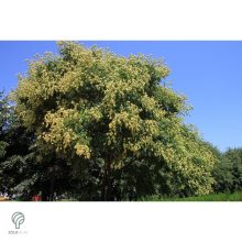 Oszlopos csörgőfa / Koelreuteria paniculata 