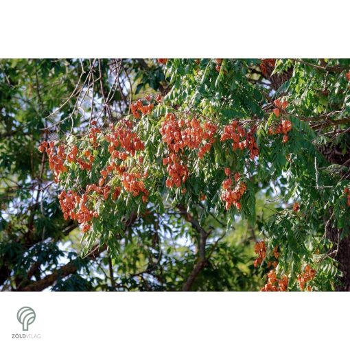 Oszlopos csörgőfa / Koelreuteria paniculata 