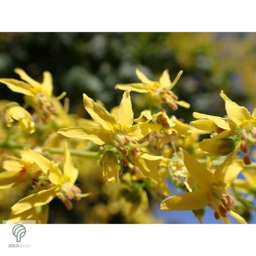 Oszlopos csörgőfa / Koelreuteria paniculata 