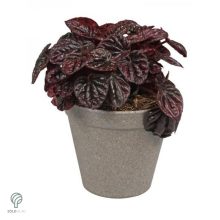 Környezetbarát virágtartó - szürke