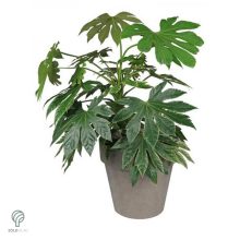 Környezetbarát virágtartó - szürke