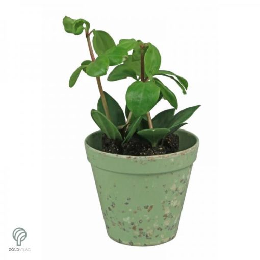 Környezetbarát virágtartó - zöld