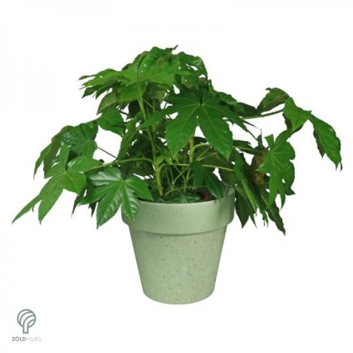 Környezetbarát virágtartó - zöld