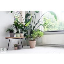 Környezetbarát virágtartó - zöld