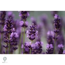 Rózsaszín virágú levendula kezdődő virágzás