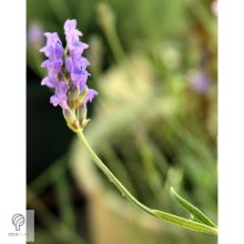 Rózsaszín virágú levendula kezdődő virágzás