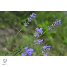 Rózsaszín virágú levendula kezdődő virágzás