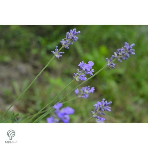 Rózsaszín virágú levendula kezdődő virágzás