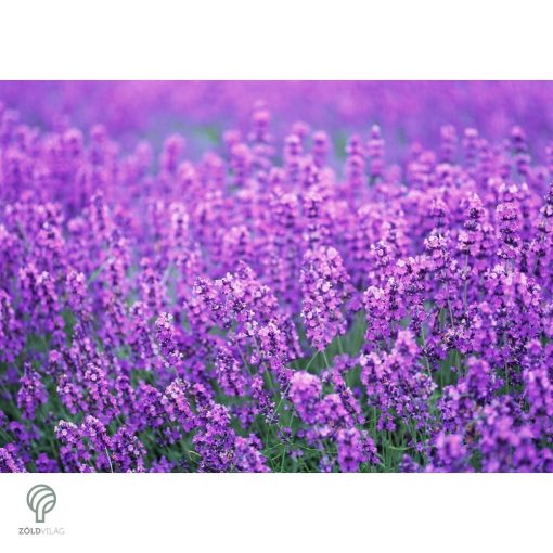 Rózsaszín virágú levendula kezdődő virágzás