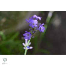 Rózsaszín virágú levendula kezdődő virágzás