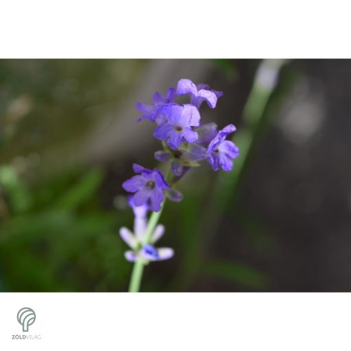 Rózsaszín virágú levendula kezdődő virágzás