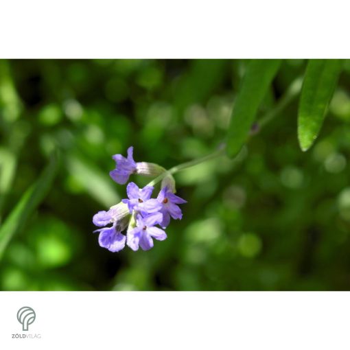 Rózsaszín virágú levendula kezdődő virágzás