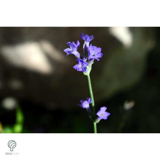 Rózsaszín virágú levendula kezdődő virágzás