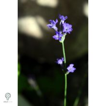 Rózsaszín virágú levendula kezdődő virágzás