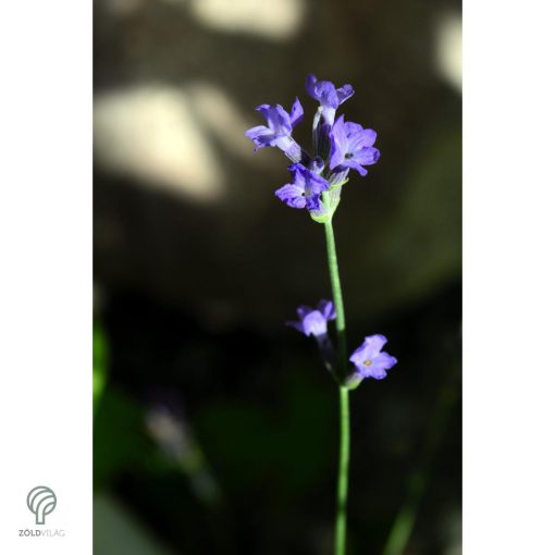 Rózsaszín virágú levendula kezdődő virágzás