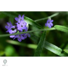 Rózsaszín virágú levendula kezdődő virágzás