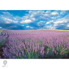 Rózsaszín virágú levendula kezdődő virágzás