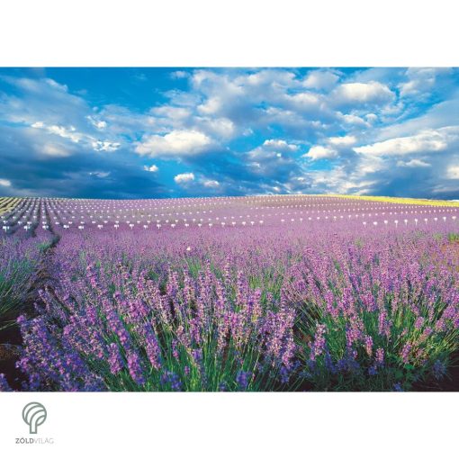 Rózsaszín virágú levendula kezdődő virágzás