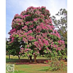 Kínai selyemmírtusz / Lagerstroemia indica