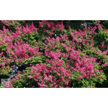 Kínai selyemmírtusz / Lagerstroemia indica